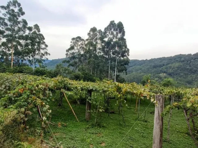 Imagem: Sítio bairro Quatro Cantos, Picada Café