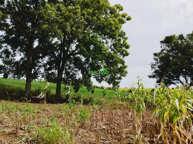 Imagem 12: Chácara de 25 ha em Júlio de Castilhos