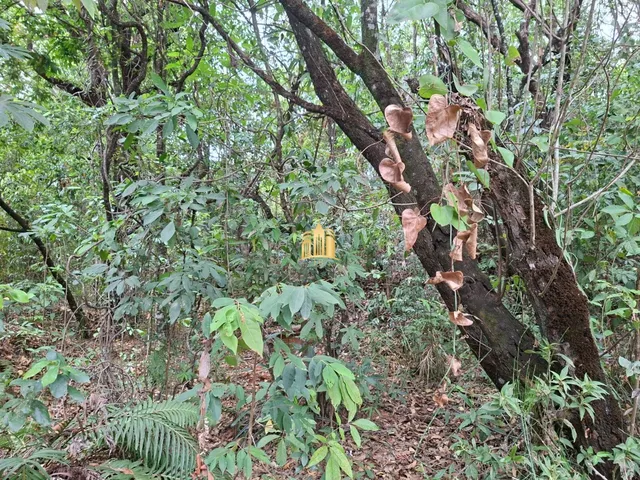 Imagem 16: Sitio em Esmeraldas R$800.000,00 com área de 65.000m²