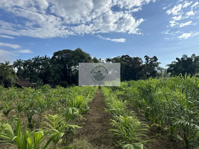 Imagem 9: Sítio com 37.866 m², frente para o asfalto, com rio passando dentro, na Estrada