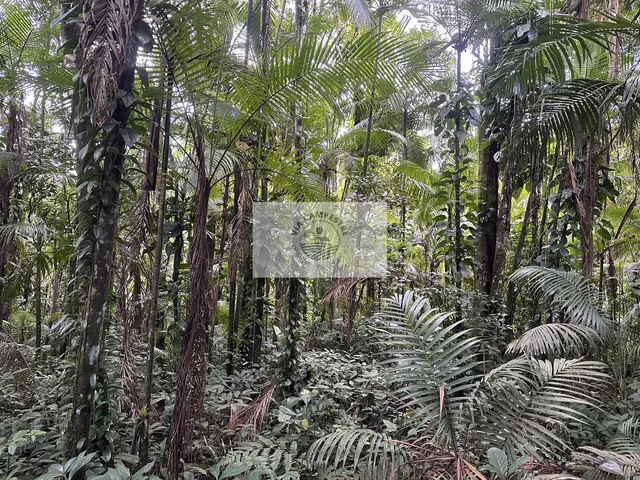 Imagem 9: Sítio com residência colonial, 3 quartos, escriturado, 20.200 m², com riacho, analisa