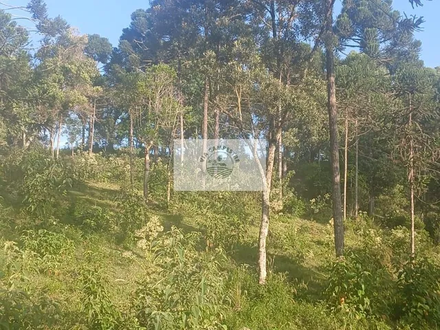 Imagem 3: Terreno para sitio com lindas araucarias, boa parte limpa, aceita carro e parcela