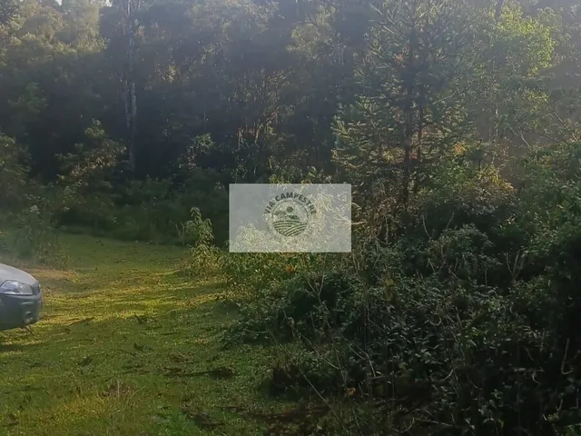 Imagem 12: Terreno para sitio com lindas araucarias, boa parte limpa, aceita carro e parcela