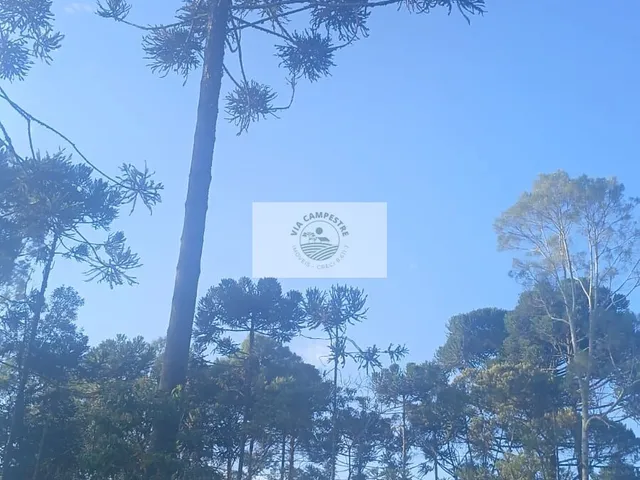 Imagem 8: Terreno para sitio com lindas araucarias, boa parte limpa, aceita carro e parcela