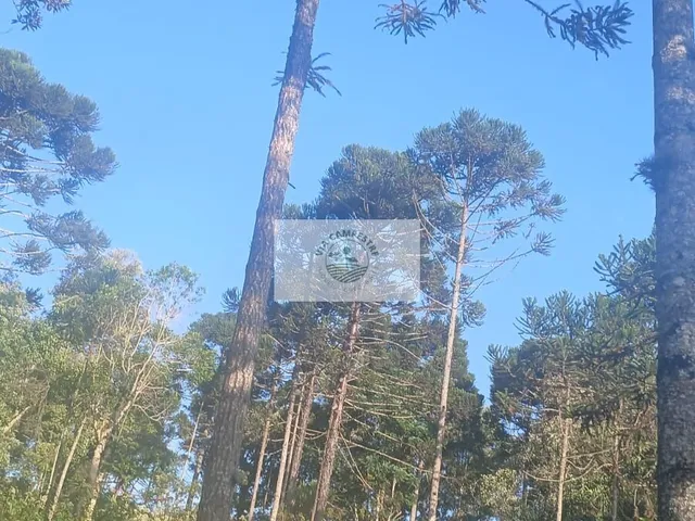 Imagem 2: Terreno para sitio com lindas araucarias, boa parte limpa, aceita carro e parcela