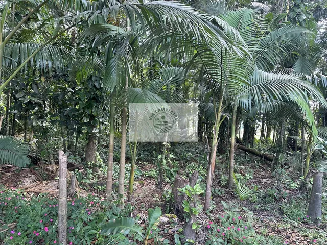Imagem 16: Sítio com 3.513 m², casa com 2 quartos, amplo rancho, frente para o asfalto