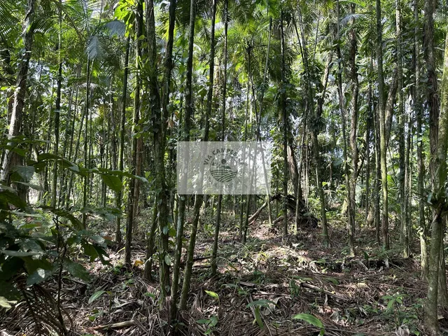 Imagem 5: Sítio com 3.513 m², casa com 2 quartos, amplo rancho, frente para o asfalto