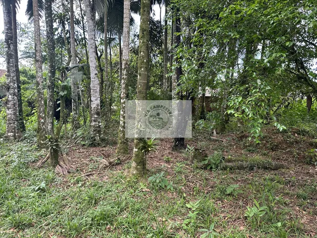 Imagem 6: Sítio em Pirabeiraba, com 6.000 m2, com riacho, boa parte limpa