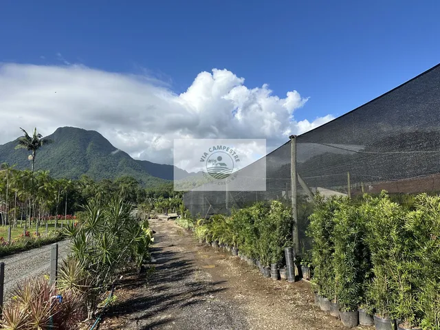 Imagem: Sítio com 8.300 m², frente para o asfalto