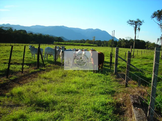 Imagem 7: Terreno rural em Pirabeiraba com 152.000 m2, pastagem, rio, nascente, casa boa