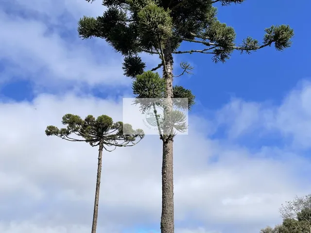 Imagem 7: Sítio com 48.000 m², todo limpo, ótimo para plantação, analisa permuta parcial