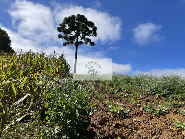 Imagem 10: Sítio com 48.000 m², todo limpo, ótimo para plantação, analisa permuta parcial