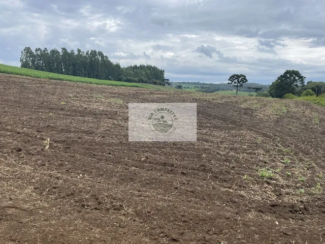 Imagem 16: Sítio com 48.000 m², todo limpo, ótimo para plantação, analisa permuta parcial