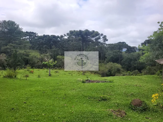 Imagem 5: Sítio com 85.107 m², escriturado, com casa simples e galpão, lindas araucarias