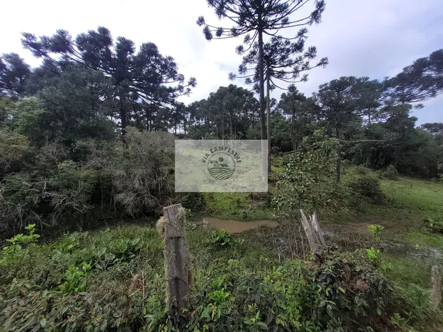 Imagem 8: Sítio com 85.107 m², escriturado, com casa simples e galpão, lindas araucarias