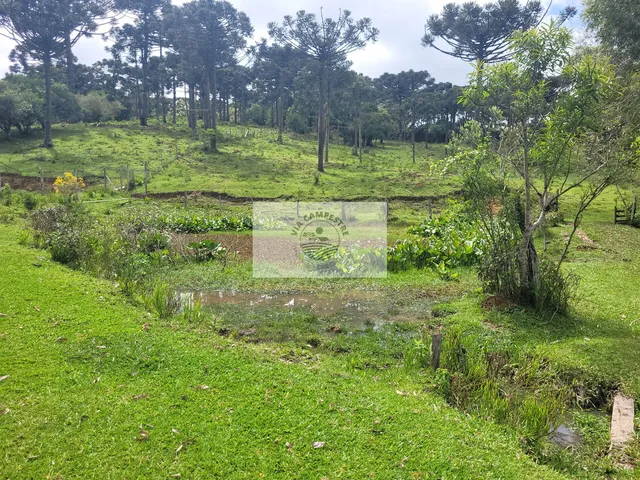 Imagem 11: Sítio com 85.107 m², escriturado, com casa simples e galpão, lindas araucarias