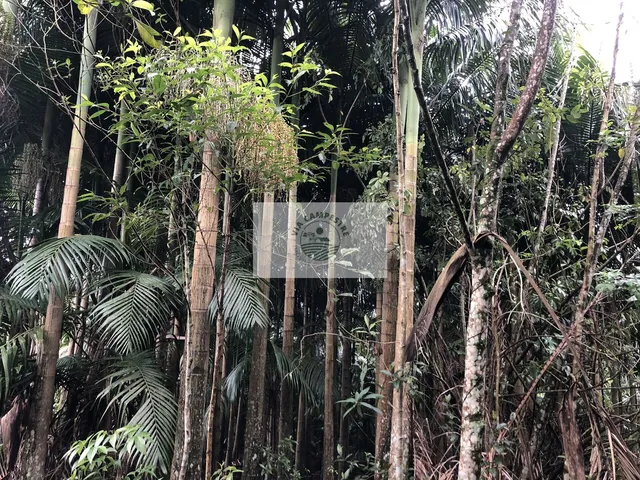 Imagem 7: Sítio na Estrada do Pico, escriturado, 105.848 m², com rios e ranchos
