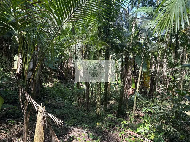 Imagem 5: Terreno rural com 23.000 m2 no Quiriri, com rios e quedas da agua