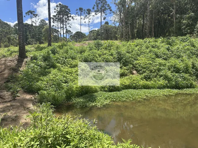 Imagem 9: Terreno urbano com 20.000 m² em Campo Alegre, frente para o asfalto, com riacho