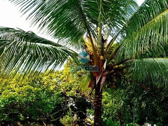 Imagem 9: Sítio de 3 quartos em Barra de Pojuca - Camaçari, Bahia: Natureza, privacidade e