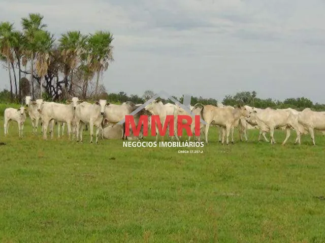 Imagem: Fazenda Rural em Cáceres - Mt, Centro