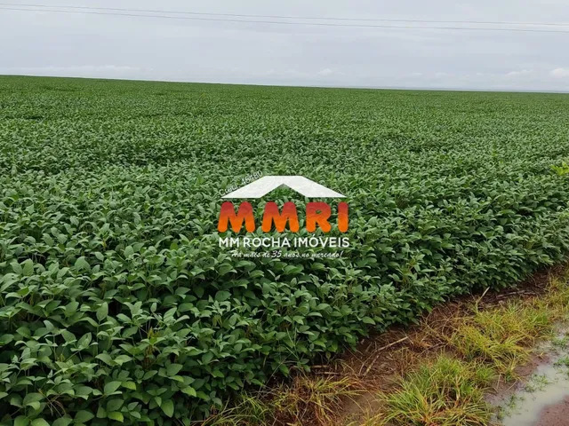 Imagem 6: Fazenda de Soja no Interior do Maranhão
