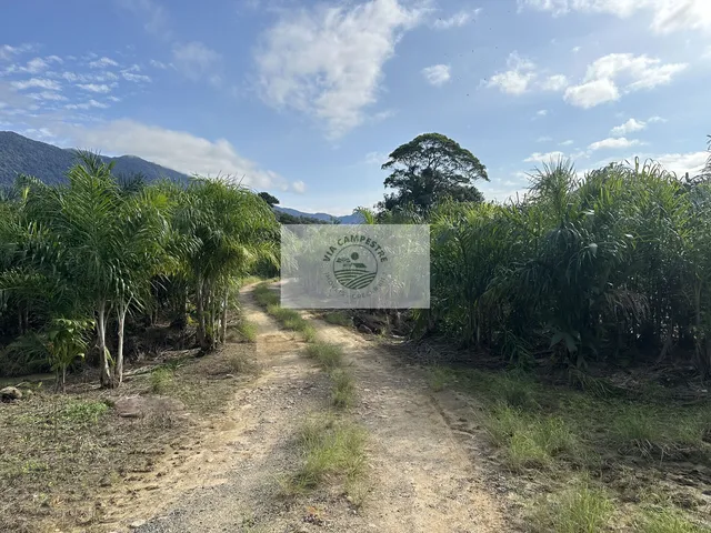 Imagem 8: Terreno para sitio no Quiriri, apenas 5 km do pórtico, escriturado, com lagos e riacho