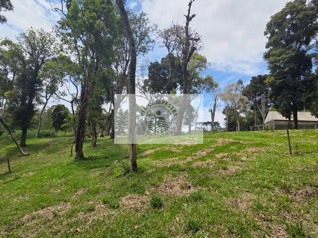 Imagem 10: Terreno urbano com 3.215 m², aceita financiamento, terreno plano com araucarias