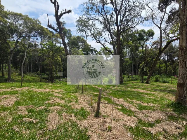 Imagem 13: Terreno urbano com 3.215 m², aceita financiamento, terreno plano com araucarias