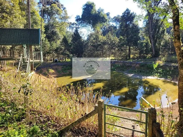 Imagem 2: Terreno urbano com 3.215 m², aceita financiamento, terreno plano com araucarias