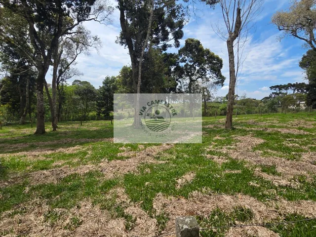 Imagem 15: Terreno urbano com 3.215 m², aceita financiamento, terreno plano com araucarias