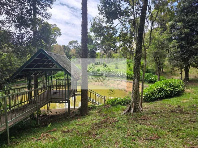 Imagem 9: Terreno urbano com 3.215 m², aceita financiamento, terreno plano com araucarias