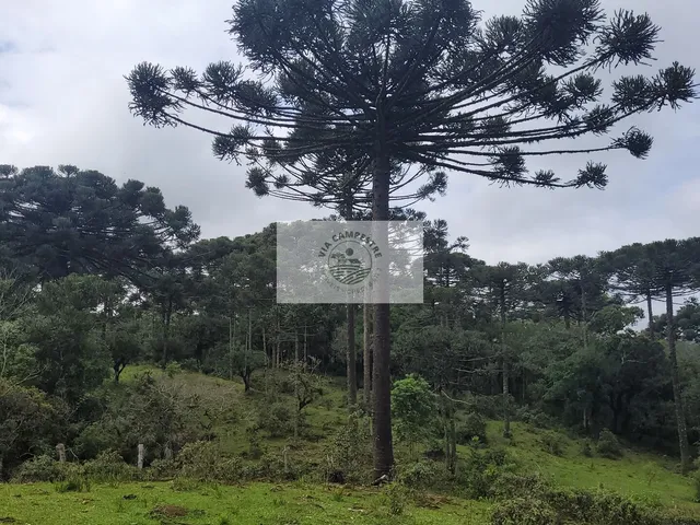 Imagem 6: Sítio com 85.107 m², escriturado, frente para o asfalto, com casa e galpão, região de