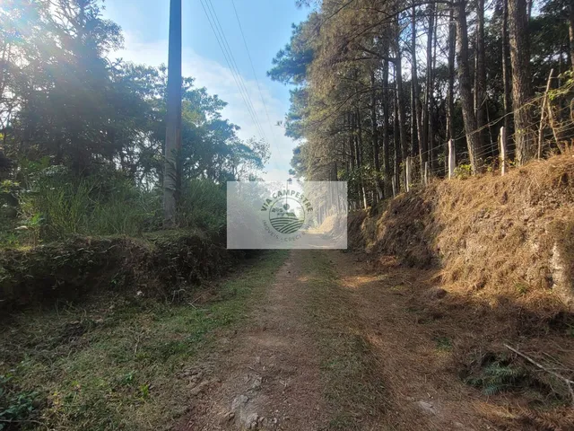 Imagem 9: Sítio escriturado com 52.000 m², com nascente e lindas araucarias