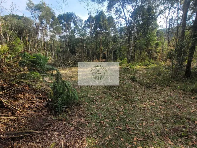 Imagem 4: Sítio escriturado com 52.000 m², com nascente e lindas araucarias