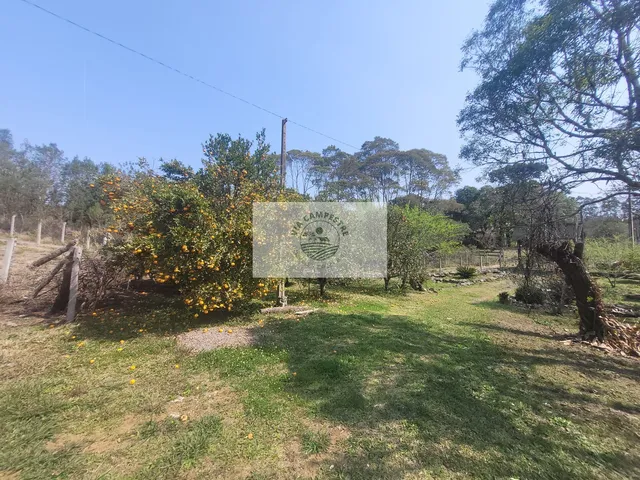 Imagem 12: Sítio com 5.785 m², documentado, região de Avenquinha, com lago, araucárias