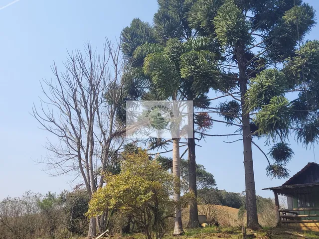 Imagem 11: Sítio com 5.785 m², documentado, região de Avenquinha, com lago, araucárias