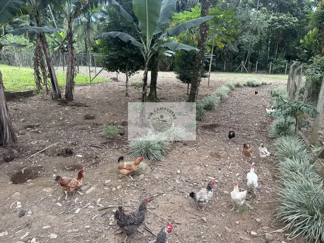 Imagem 10: Sítio com 20.000 m2, escriturado, com ampla casa com 3 quartos e demais peças