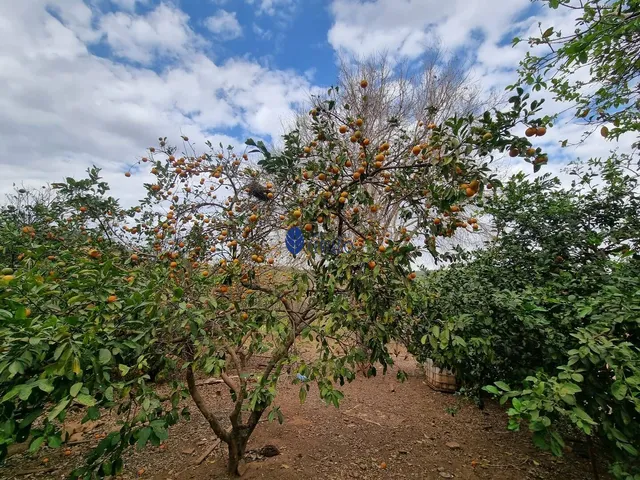 Imagem 10: Fazenda à venda próximo a Anápolis - Interlândia