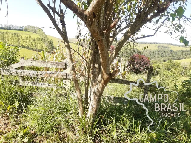 Imagem 14: FAZENDA 225 HECTARES NO SUL DE MINAS GERAIS !