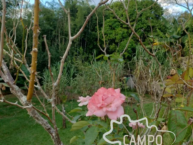 Imagem 4: SÍTIO 50.576M² COM PASTO FORMADO EM SÃO JOSÉ DOS CAMPOS !