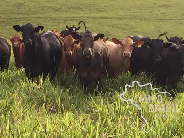 Imagem 2: LINDA FAZENDA 440 HECTARES EM CAXAMBU - MINAS GERAIS !