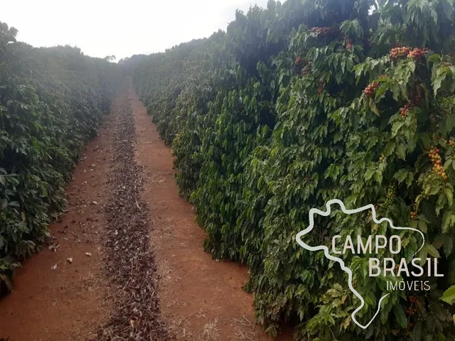 Imagem 2: FAZENDA 81,6 ALQUEIRES COM PLANTAÇÃO DE CAFÉ !