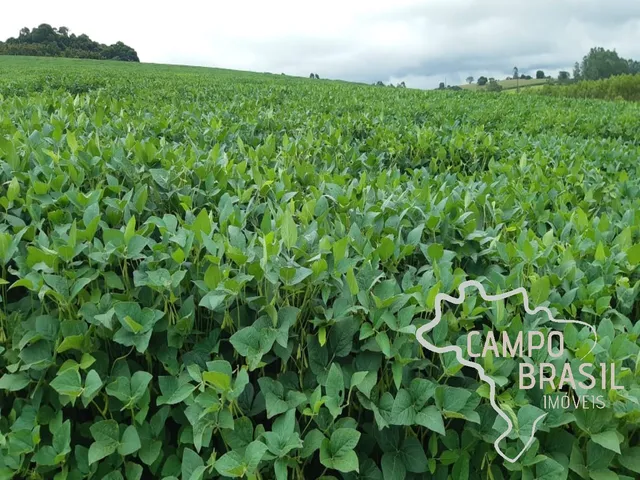 Imagem 5: FAZENDA 81,6 ALQUEIRES COM PLANTAÇÃO DE CAFÉ !