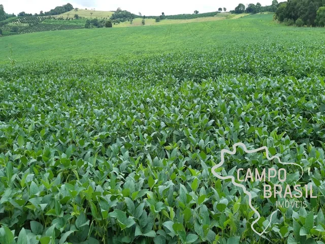 Imagem 8: FAZENDA 81,6 ALQUEIRES COM PLANTAÇÃO DE CAFÉ !