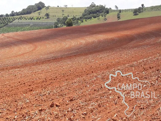 Imagem 11: FAZENDA 81,6 ALQUEIRES COM PLANTAÇÃO DE CAFÉ !