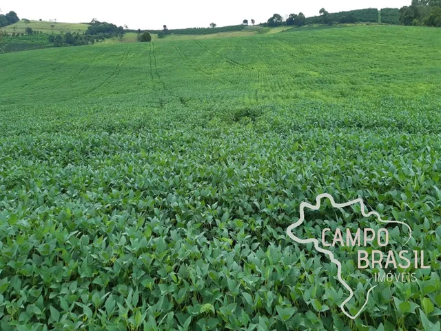Imagem 14: FAZENDA 81,6 ALQUEIRES COM PLANTAÇÃO DE CAFÉ !