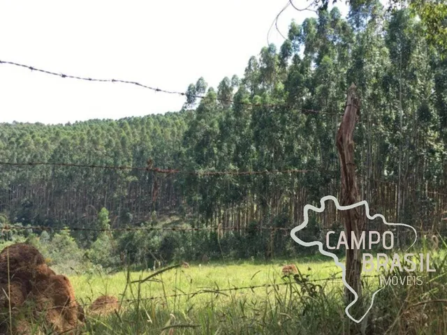Imagem 10: FAZENDA 165 HECTARES EM CARVALHOS COM POTENCIAL TURÍSTICO E CARVOEIRO!