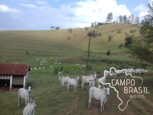 Imagem 2: Fazenda de 98 alqueires no Sul de Minas!