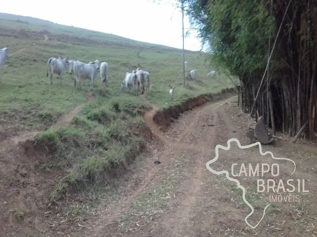Imagem 11: Fazenda de 98 alqueires no Sul de Minas!
